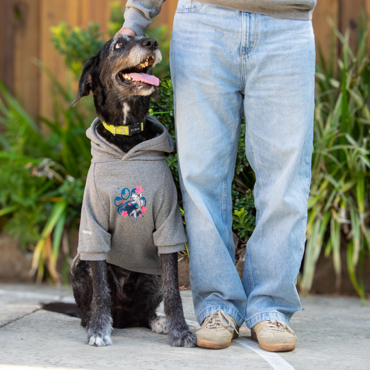 A black and white dog wearing a gray hoodie sits next to a person wearing light blue jeans and beige sneakers, with the person's hand petting the dog's head. The background features green plants and a wooden fence.