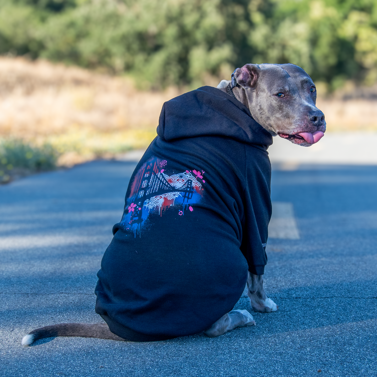 A gray pitbull-type dog sitting on a paved road outdoors, wearing a black hoodie with a colorful graphic print on the back.