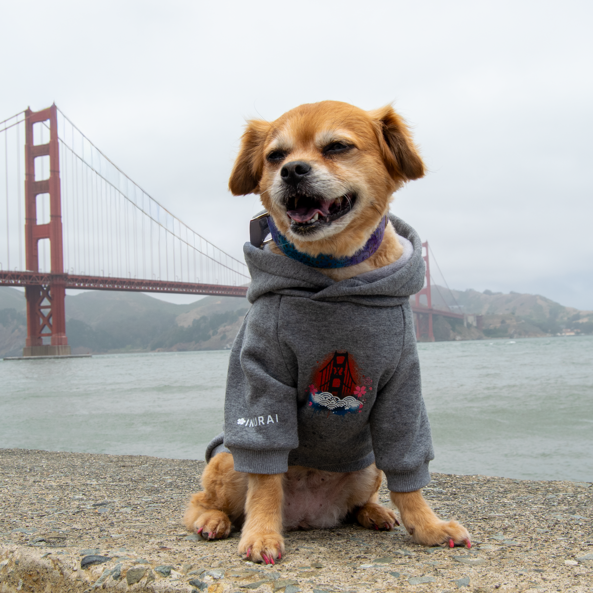 A small tan dog wearing a gray hoodie with a Golden Gate Bridge graphic, sitting on a concrete ledge with the bridge and water behind it.