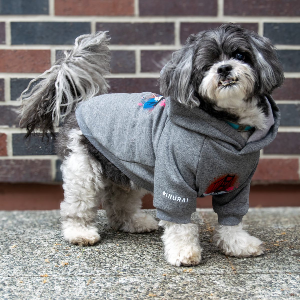 A small gray and white dog wearing a gray hoodie dog jacket with 'INURAI' printed on the sleeve, standing on a concrete surface in front of a brick wall.