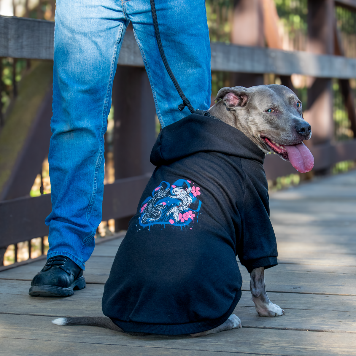 A gray pitbull-type dog wearing a black hoodie with a colorful fish graphic on the back, sitting on a wooden boardwalk while a person in blue jeans stands beside it.