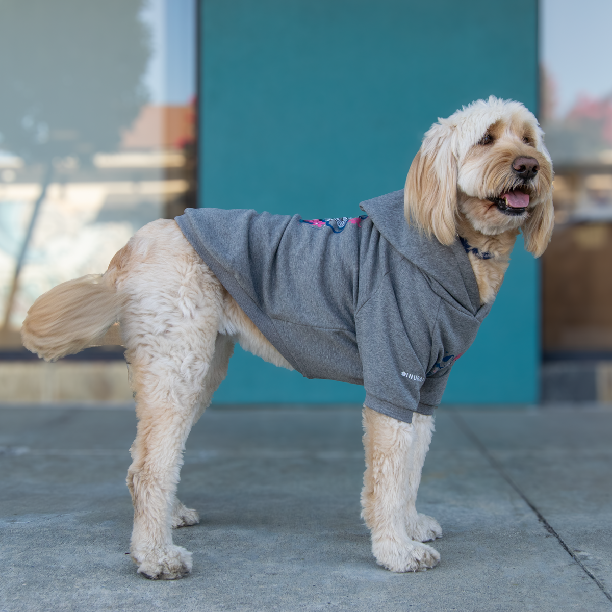 A light cream-colored dog wearing a gray hooded sweatshirt stands on a concrete sidewalk in front of a building with a teal wall and large windows.